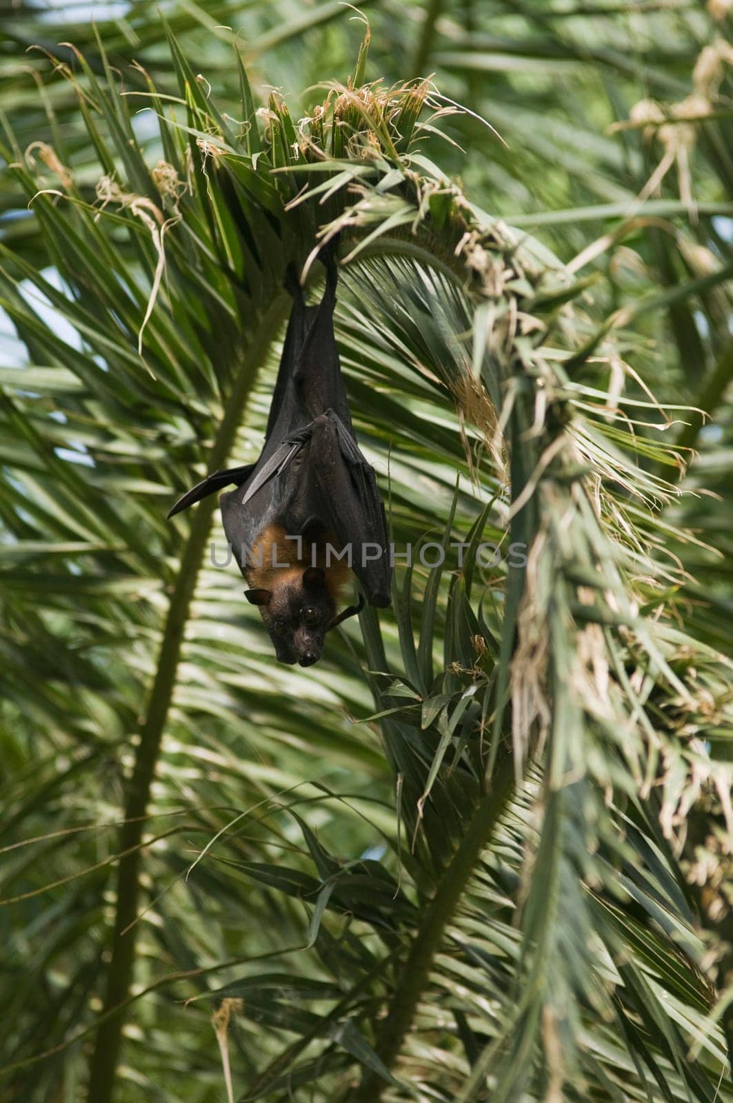 Indian giant flying fox hanging from a palm leaf