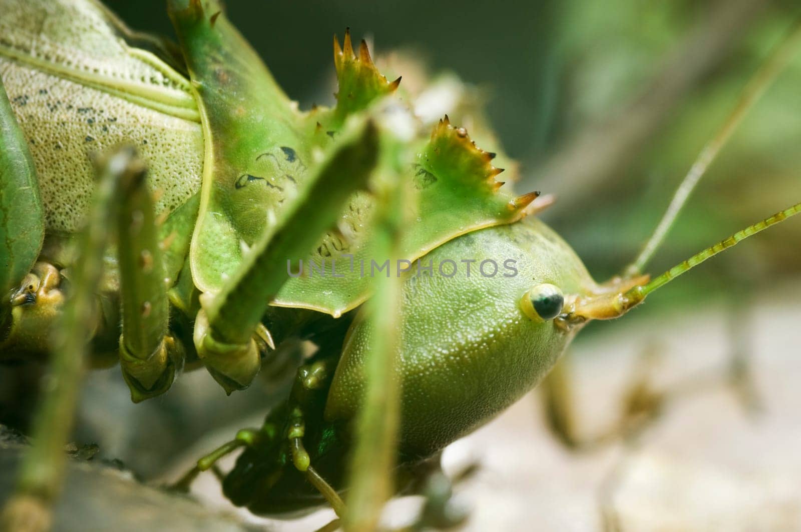 Head of a green exotic grasshopper with brown spines as a macro image on natural ground
