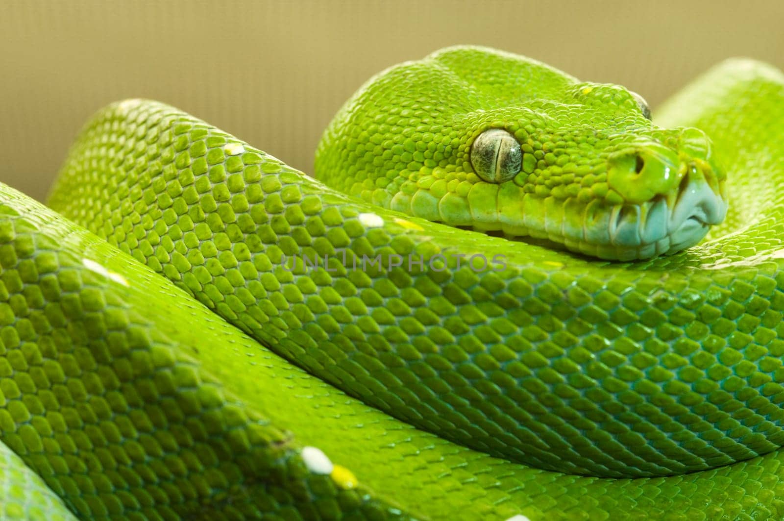 Close-up of a green tree python (Morelia viridis) at rest on a branch looking into the camera