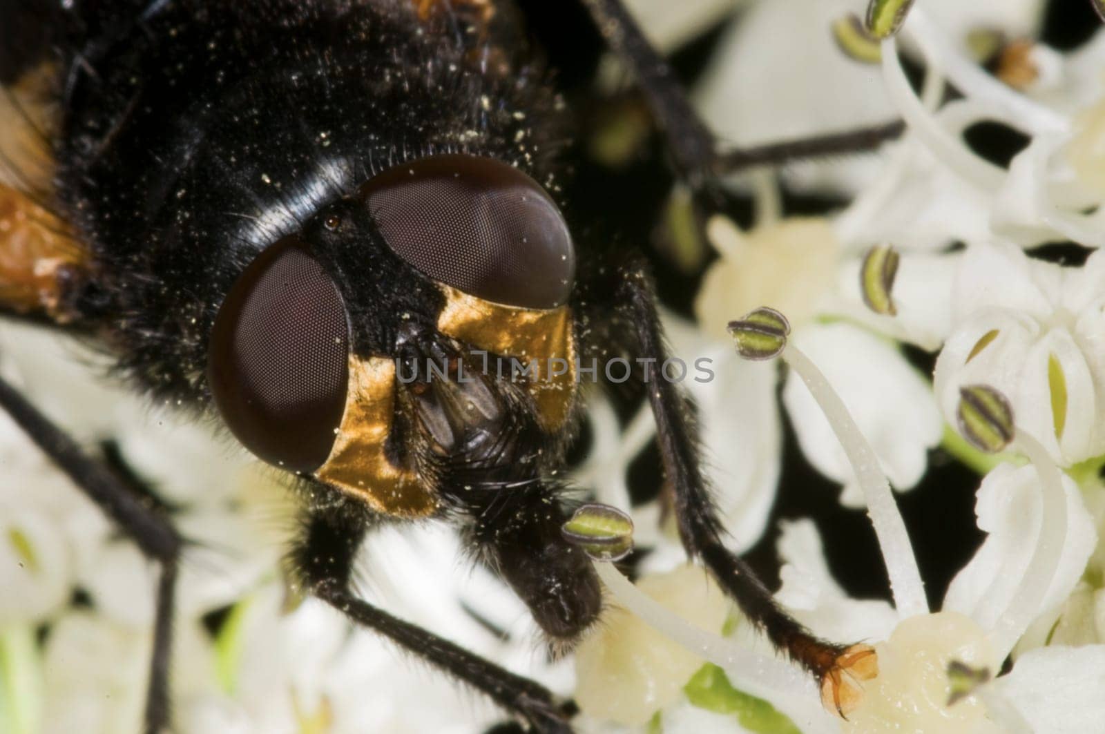Macro image of a housefly (Musca domestica) in lateral view