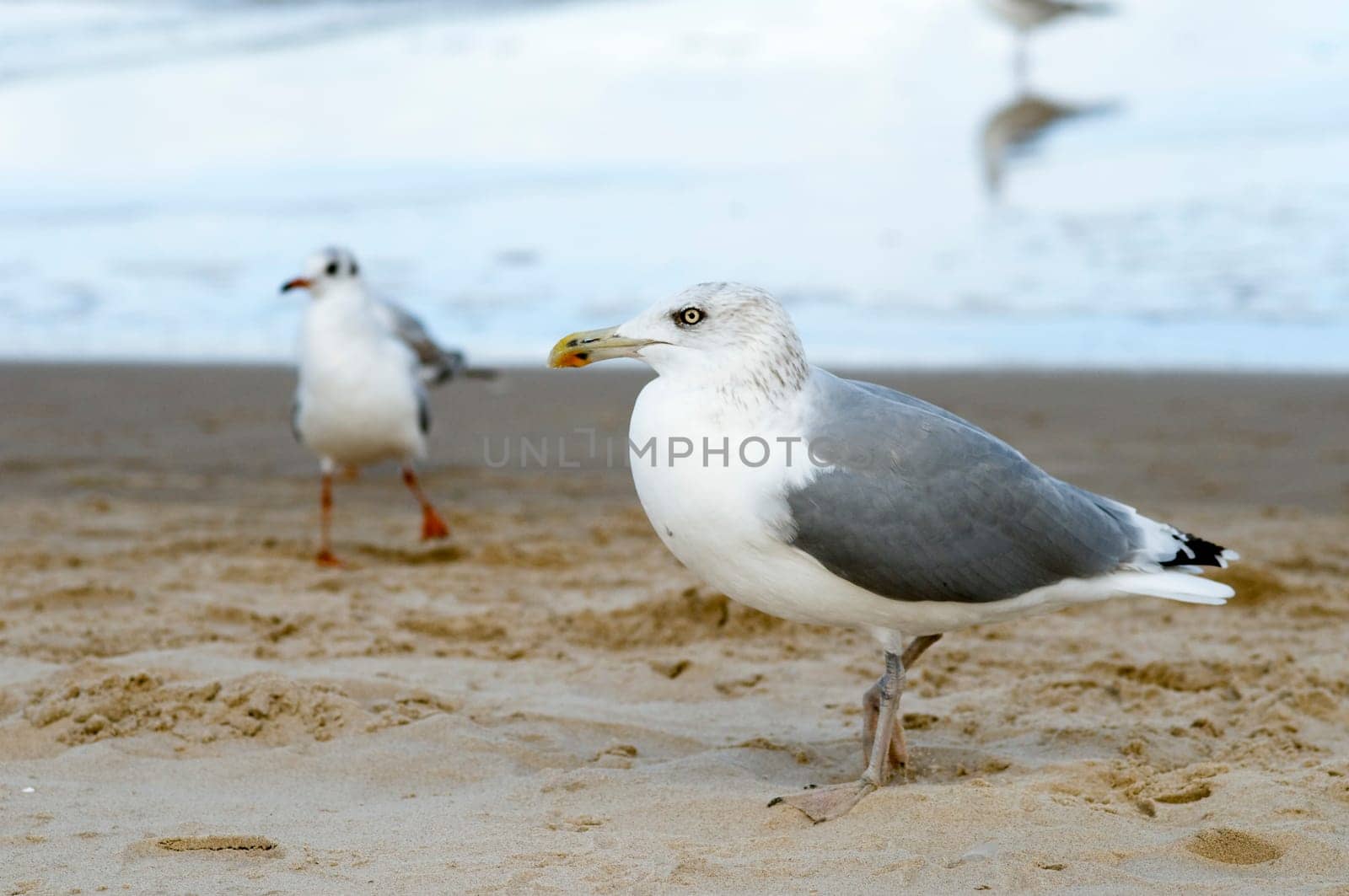 two herring gulls standing on the beach in side view