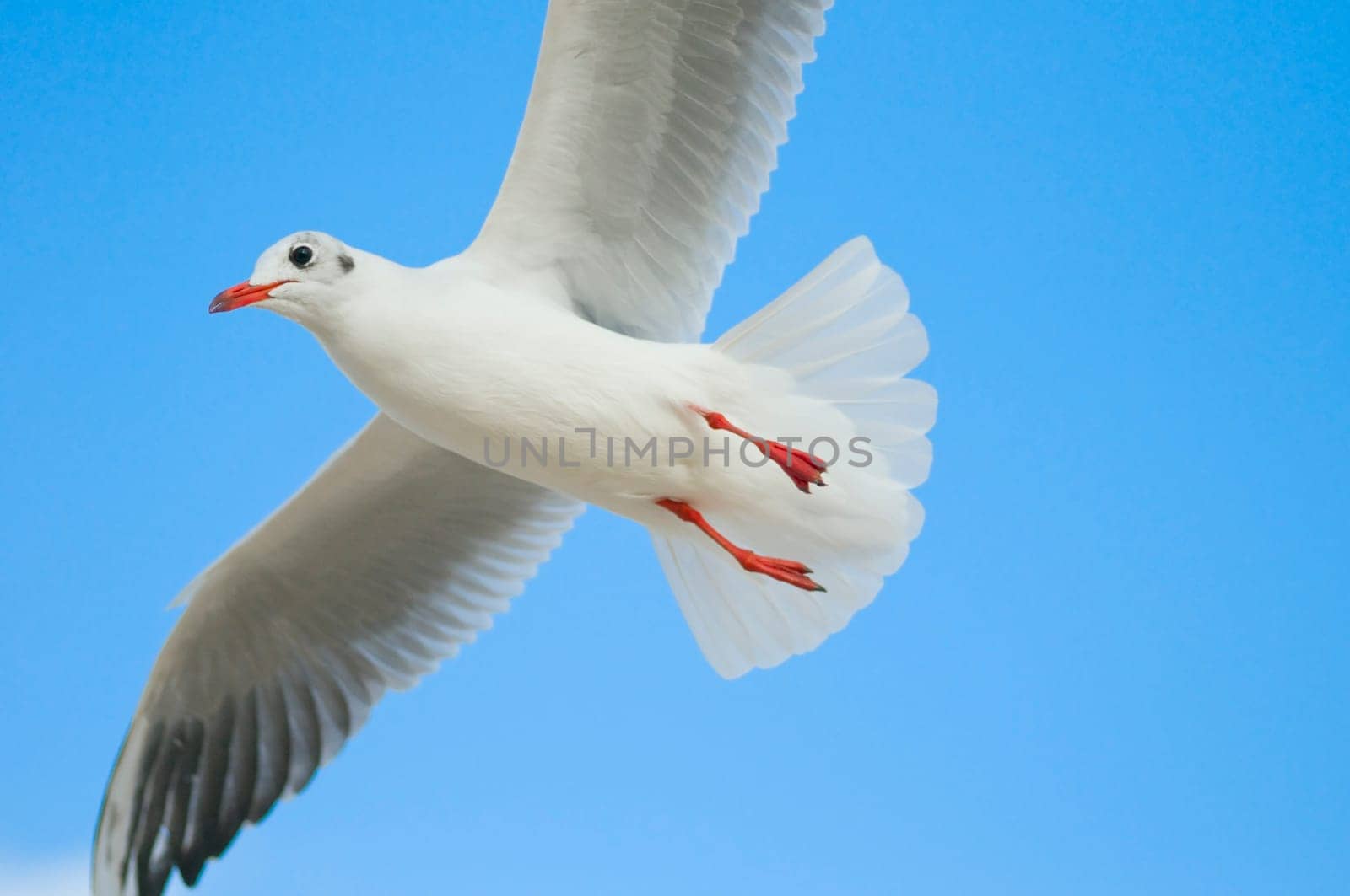 free flight of a black-headed gull (Chroicocephalus ridibundus) in front of light blue heaven