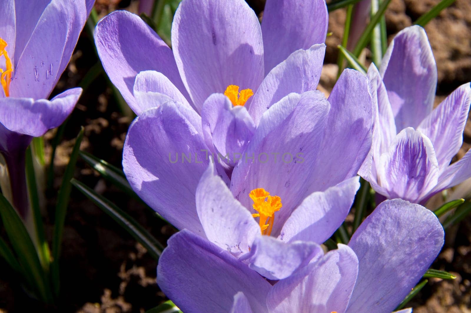Flowering light blue crocuses in the garden in spring