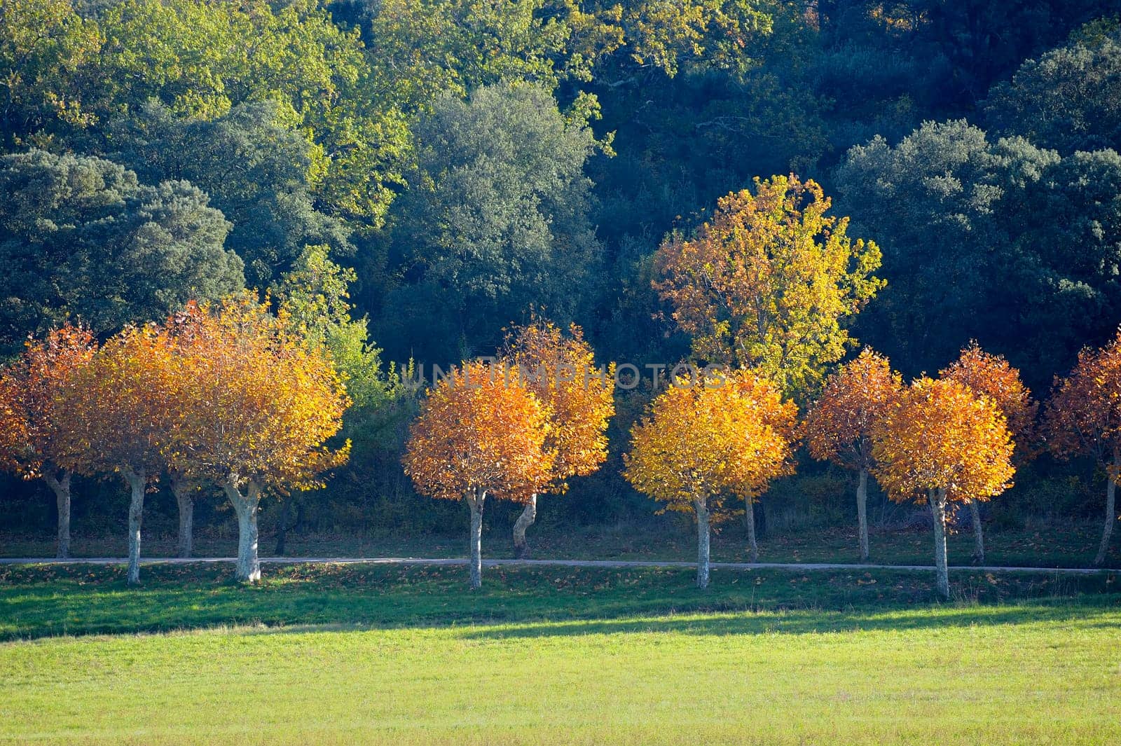 Landscape in autumn with an alignment of solid shafts with colors and a way which passes between them.