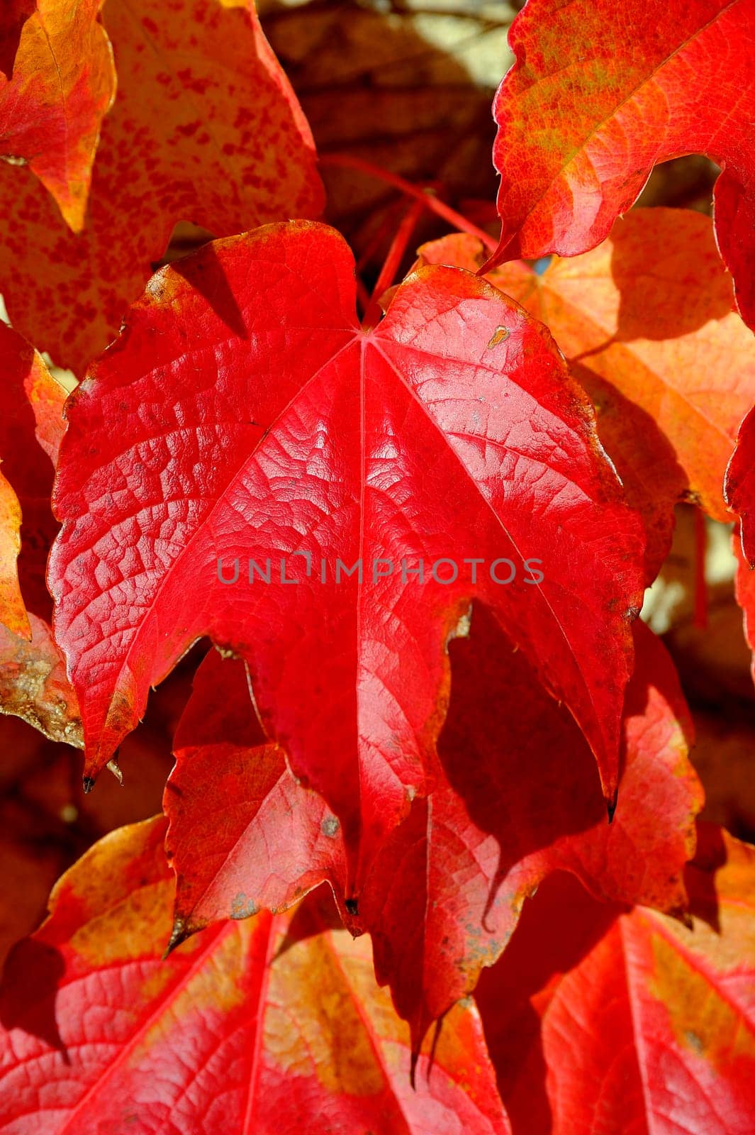 colors of the autumn,a virginia creeper climbing through the reddish color.