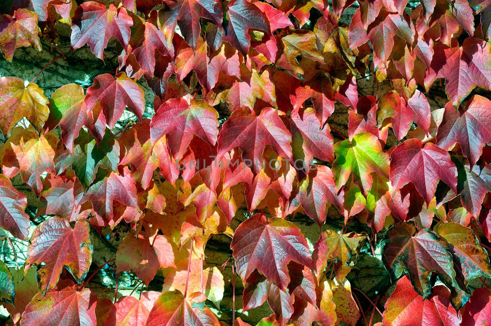 colors of the autumn,a virginia creeper climbing through the reddish color.