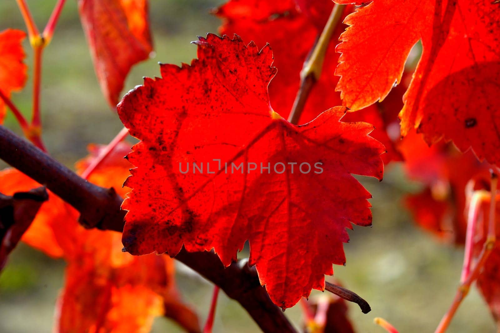 vines in autumn, close-up on the colors of the sheets