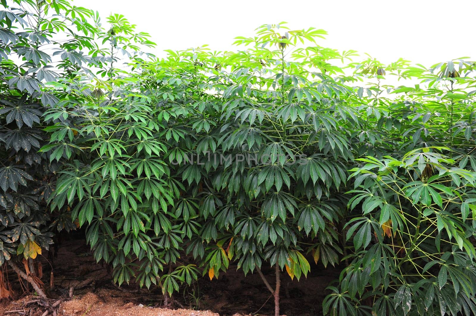 Cassava Tree