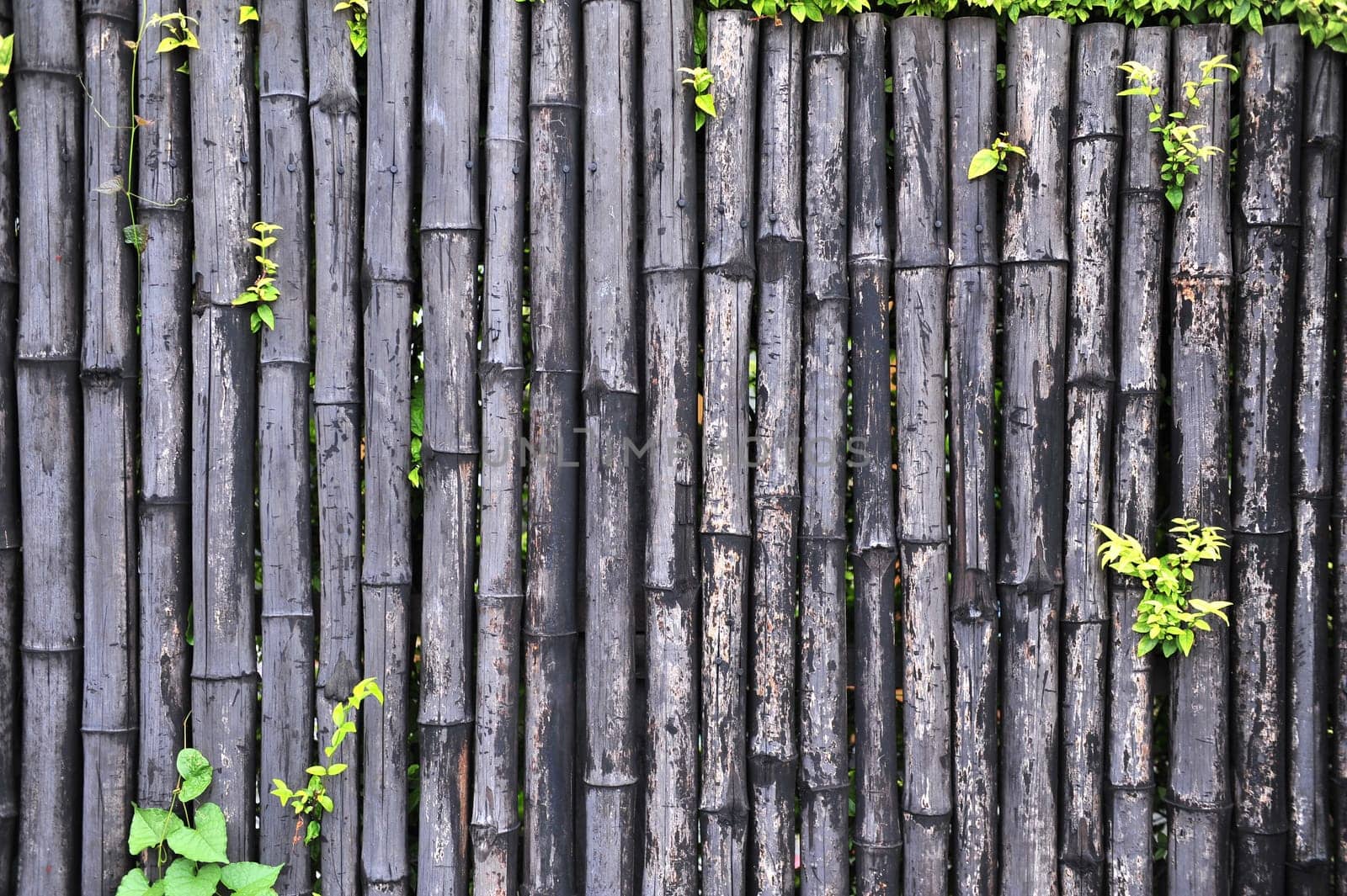 Bamboo Wall