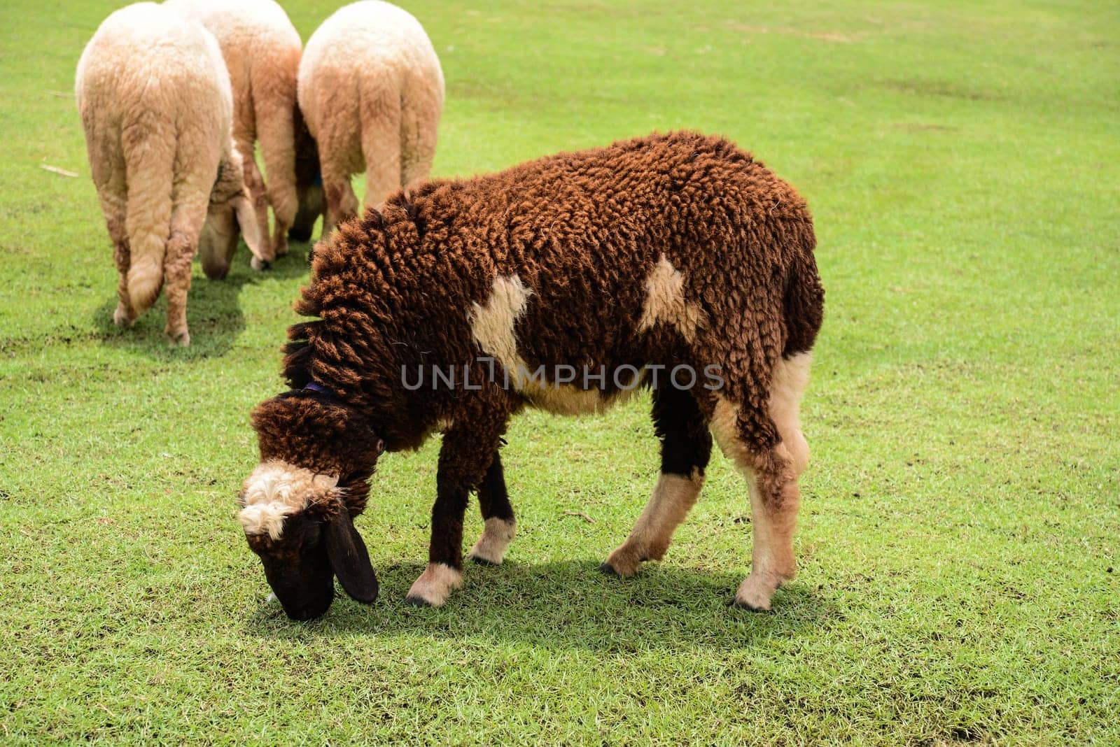 Sheep