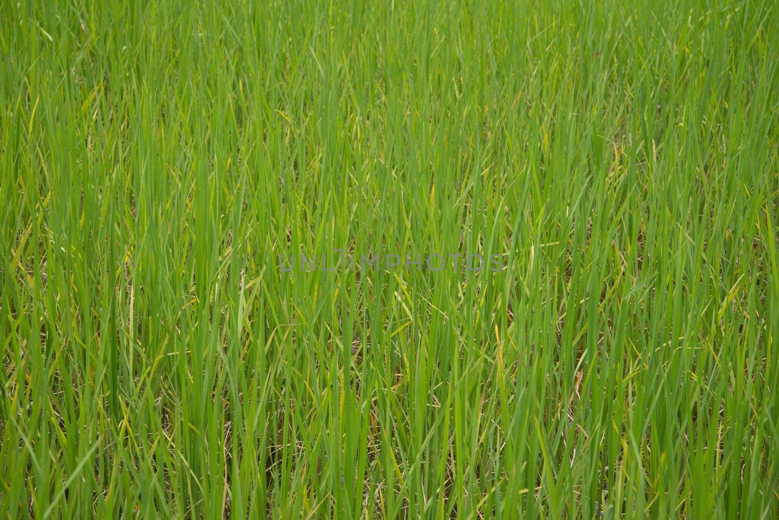 Paddy in the country of Thailand.