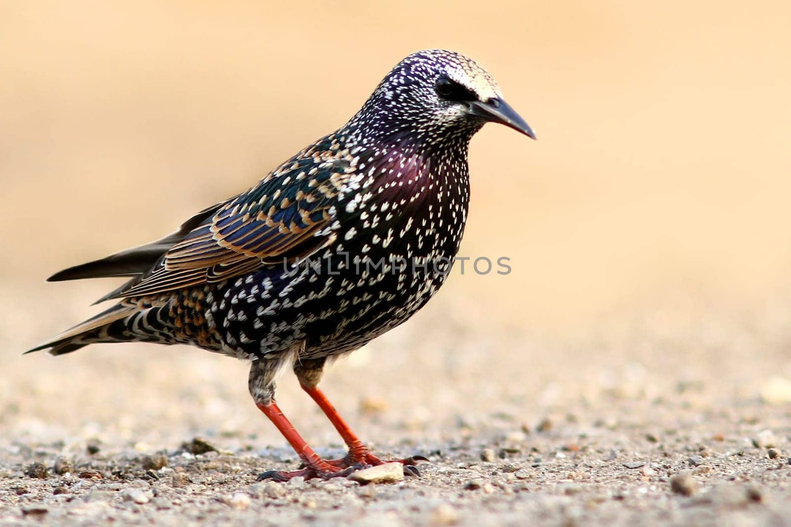 The starling (Sturnus vulgaris)