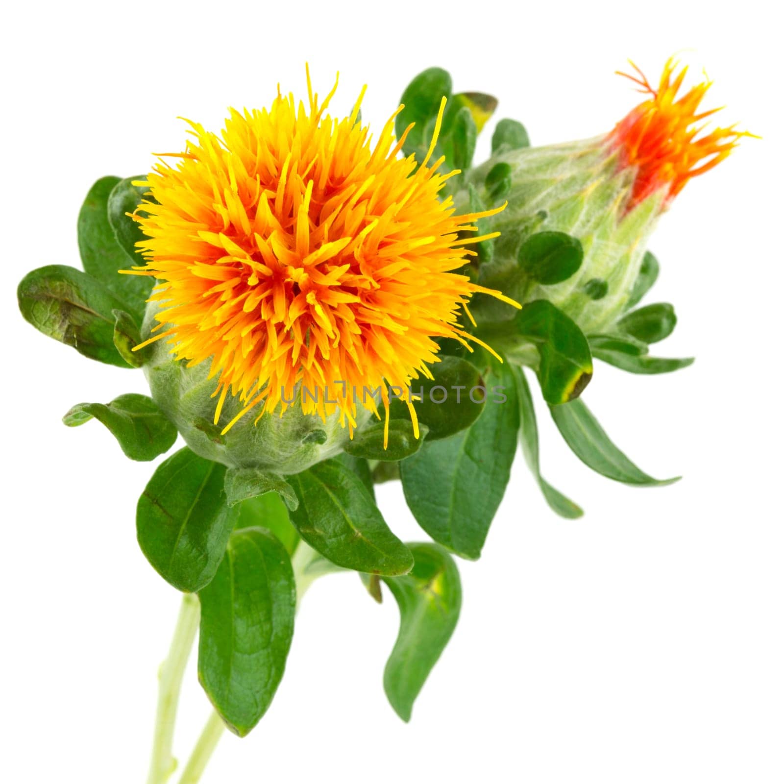 Safflower,carthamus tinctorius,plant against white background