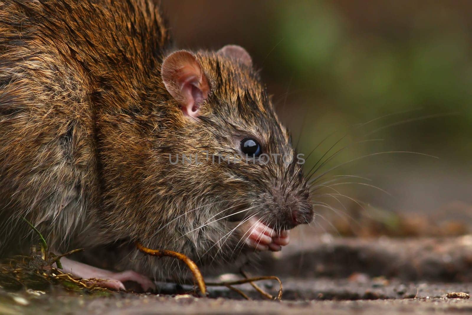 The Rat