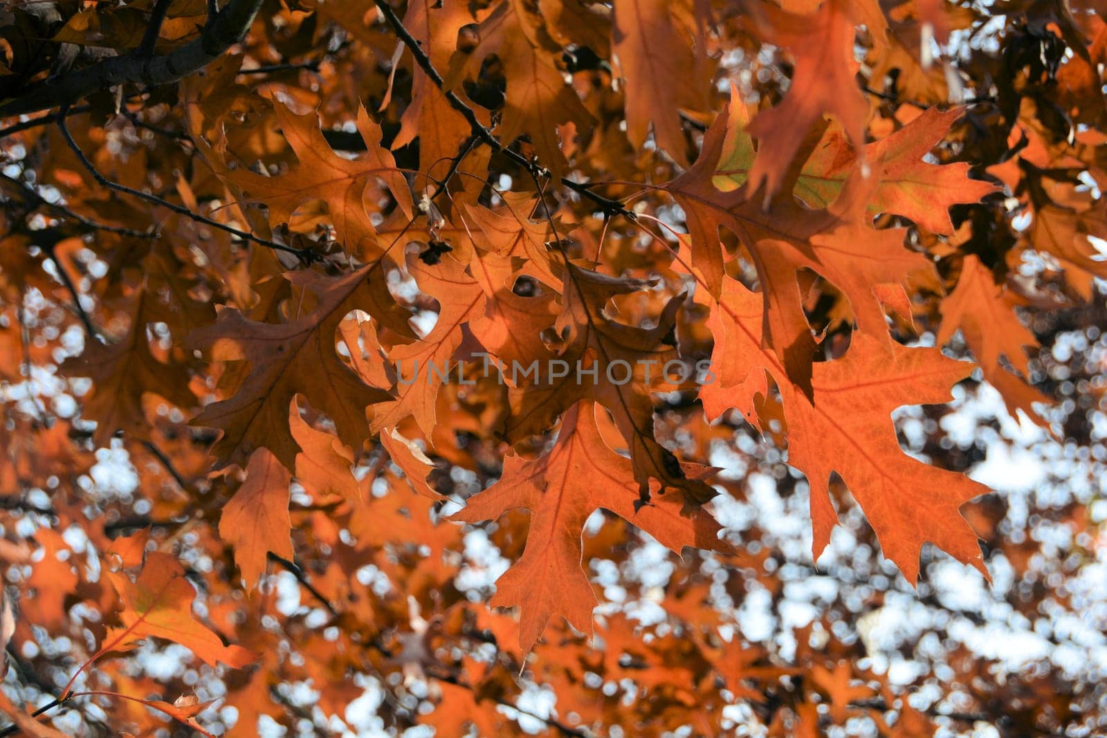 Leaves of an oak tree with autumn colour