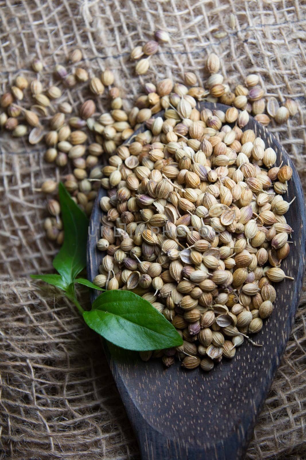 Cooking Spices, Coriander Seed on wooden spoon