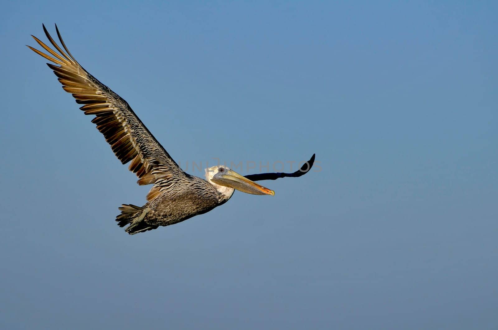 Brown pelican in flight