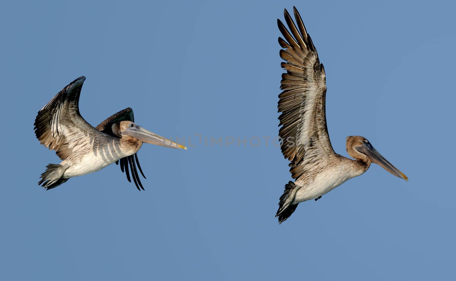 Pelican pair