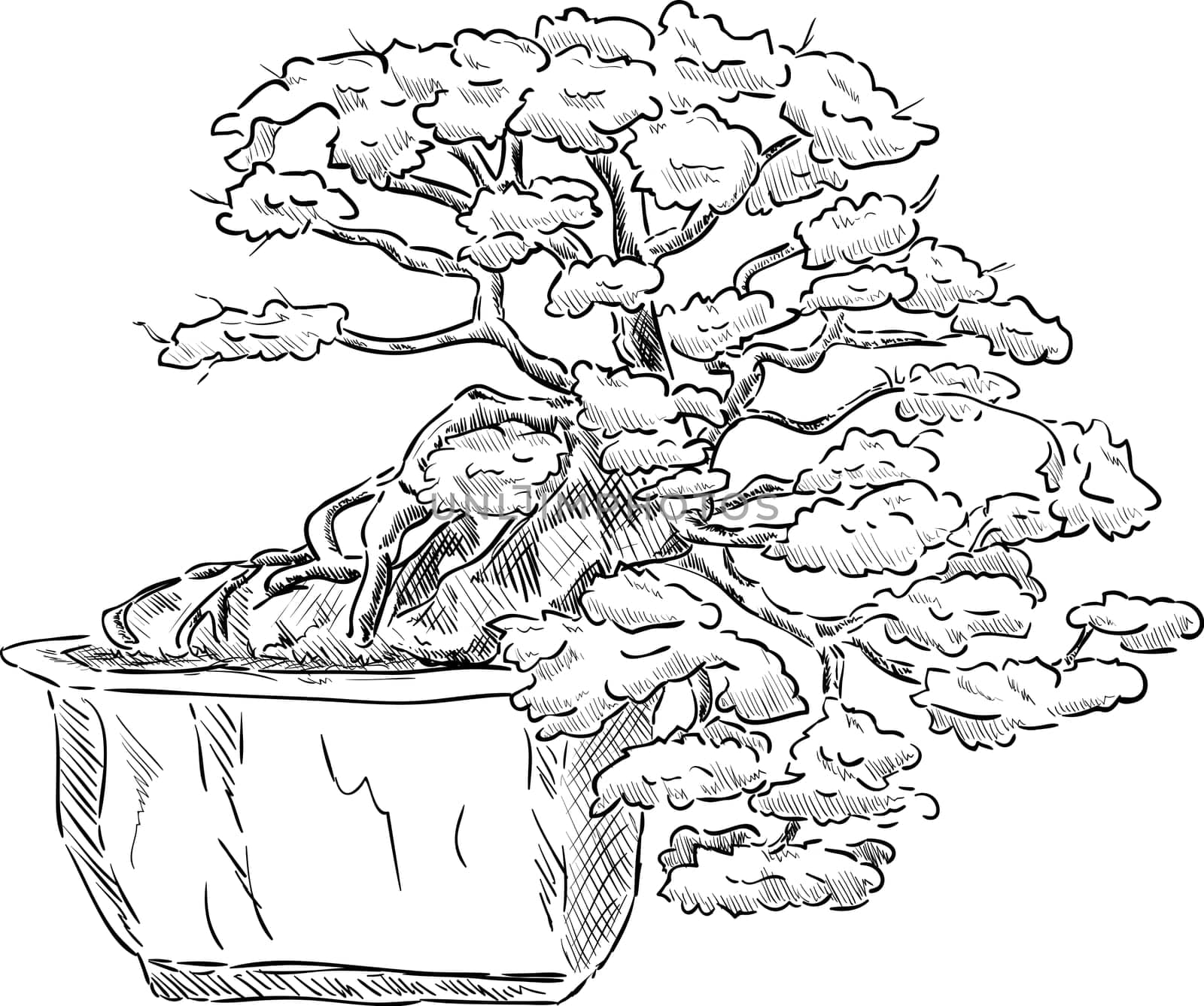 vector - bonsai tree in a flowerpot , isolated on background