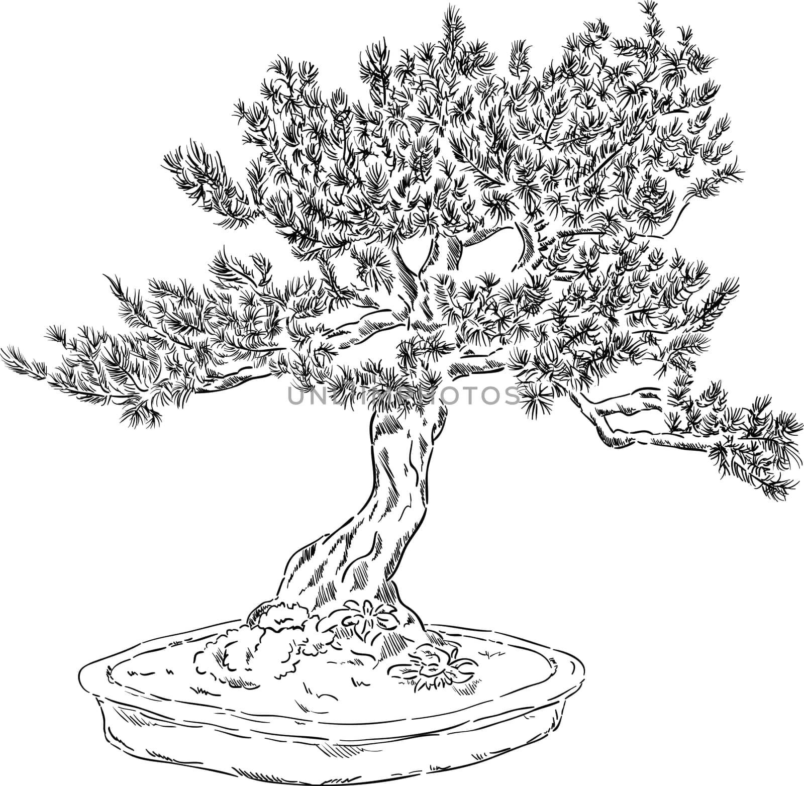 vector - bonsai tree in a flowerpot , isolated on background