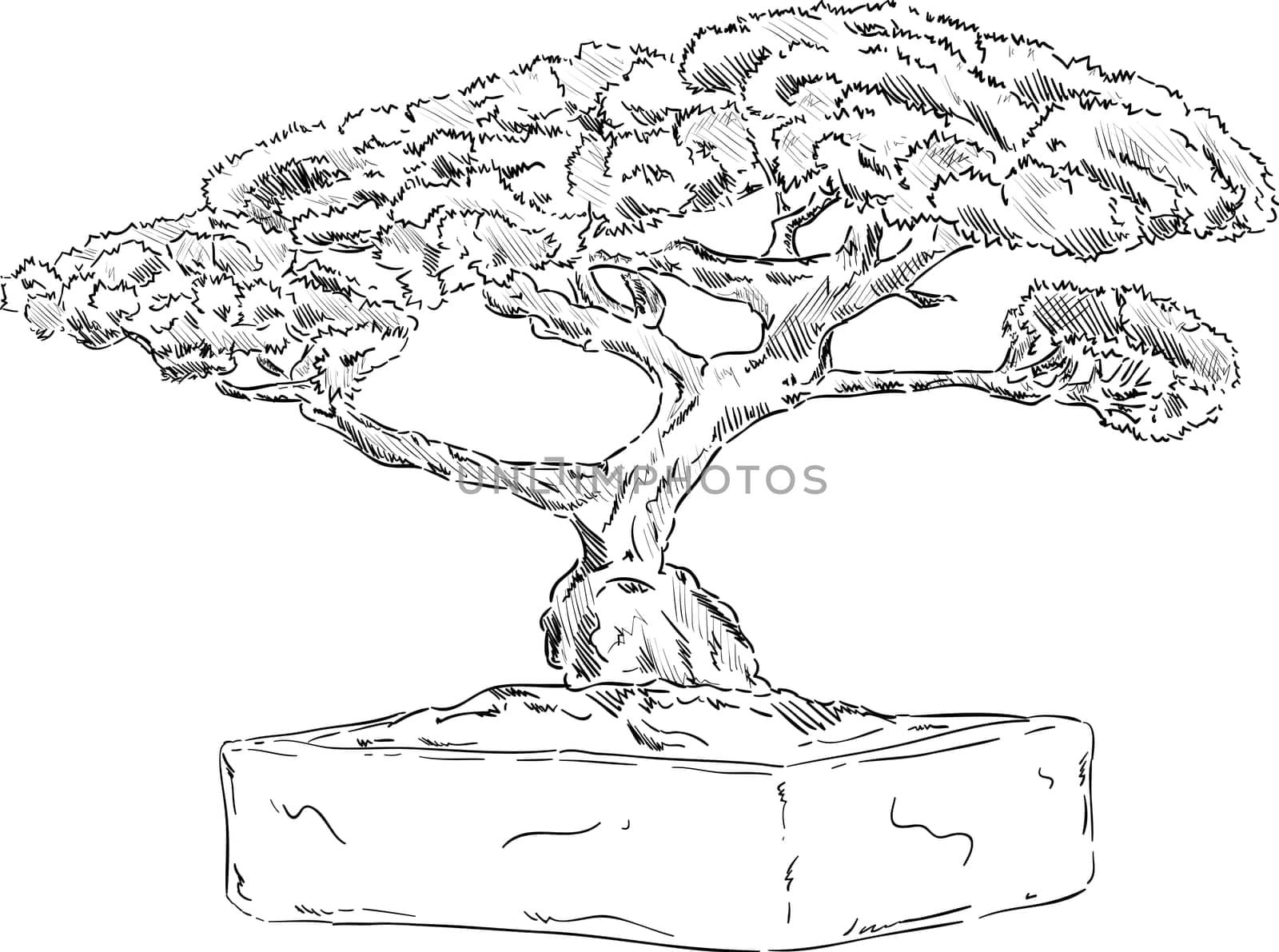 vector - bonsai tree in a flowerpot , isolated on background