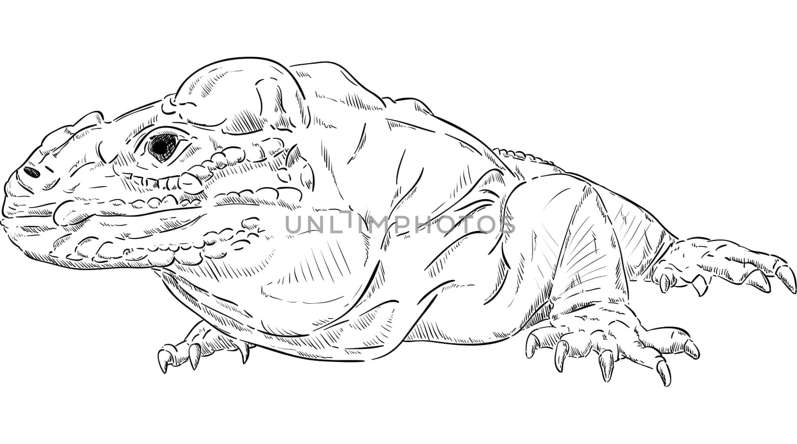 vector - Varan ( Komodo dragon ) , isolated on background
