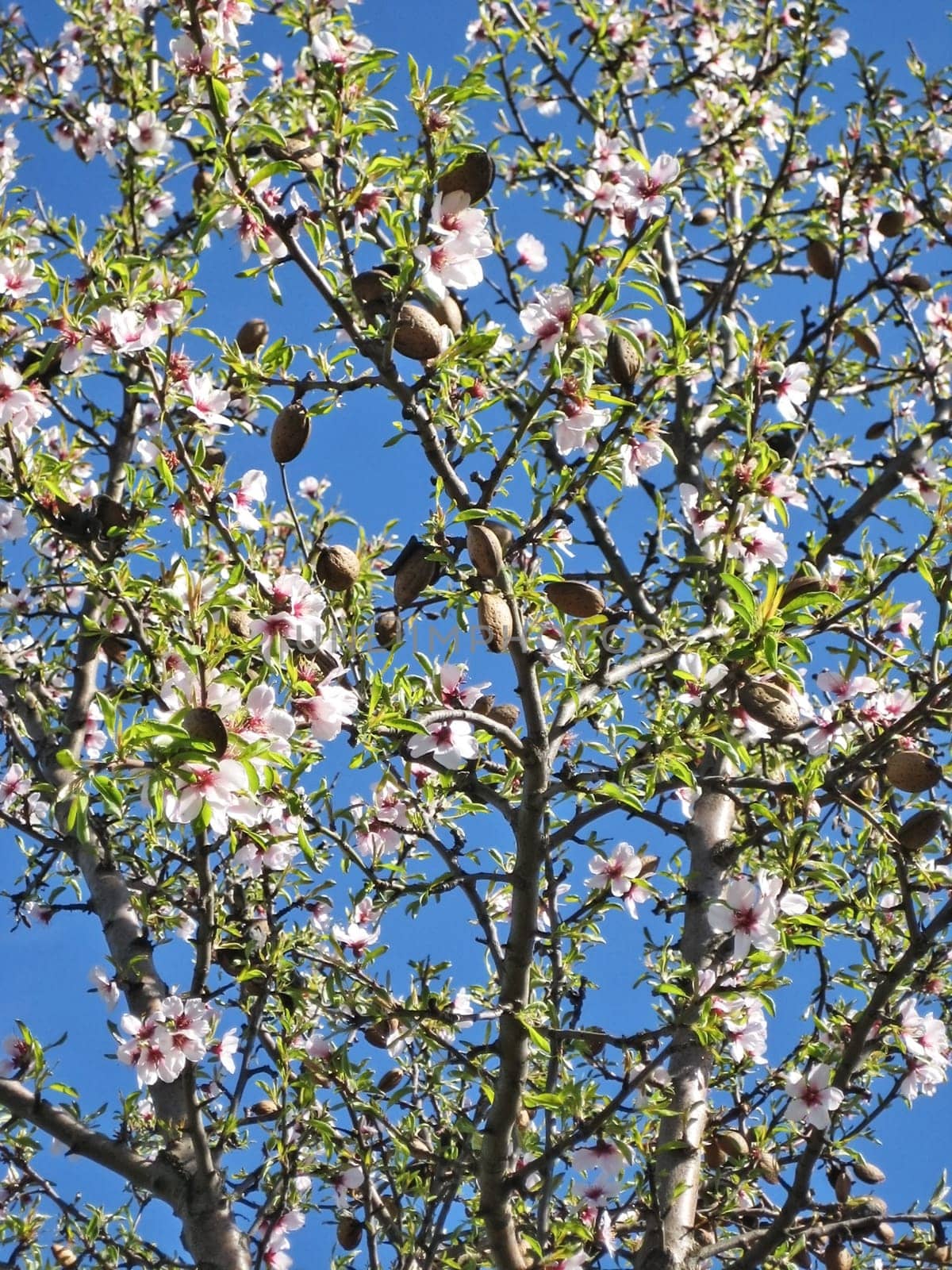 almond blossom at tree in spring, blue sky, green leaves