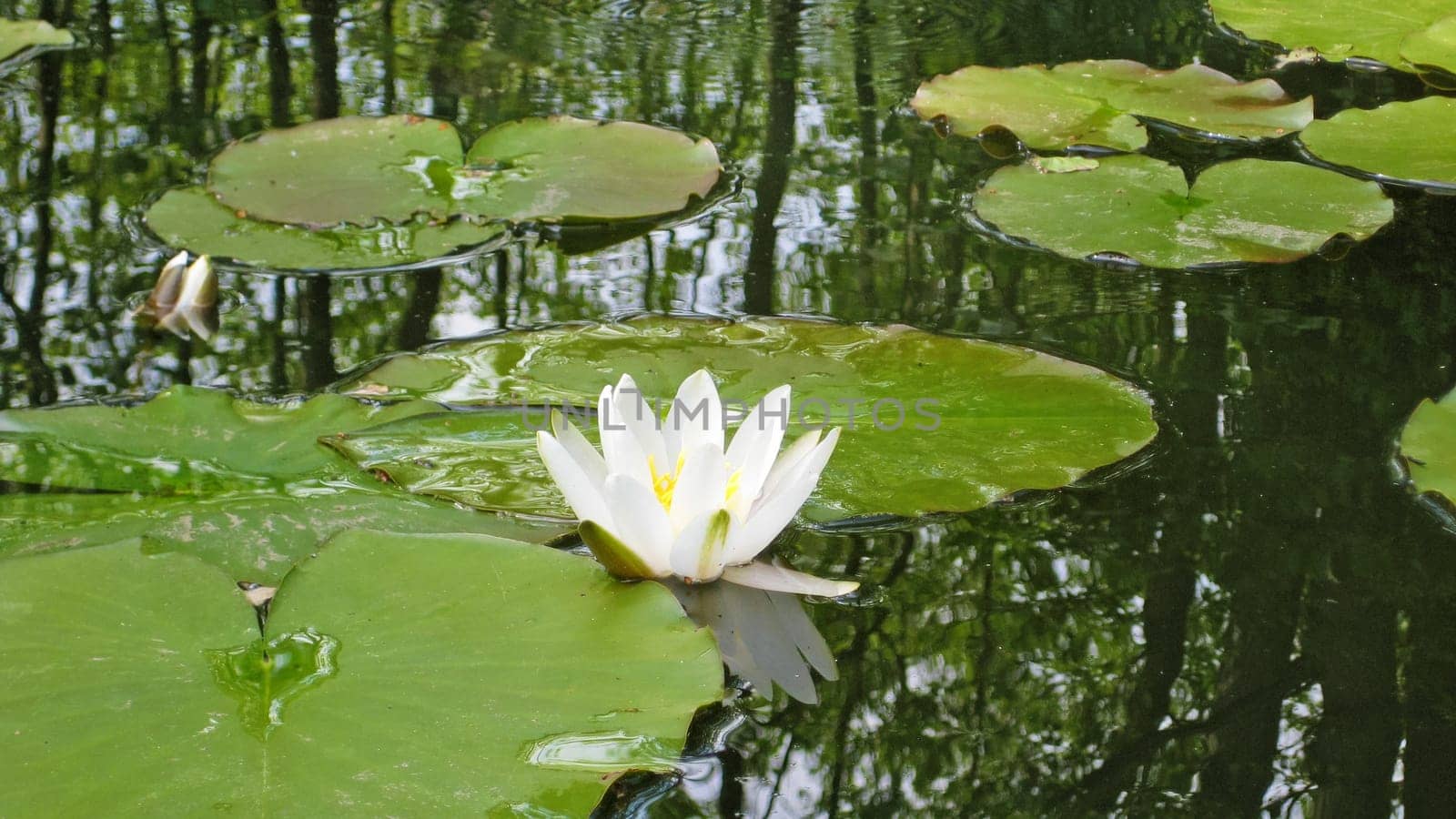Water lily on pond with green leaves on water surface