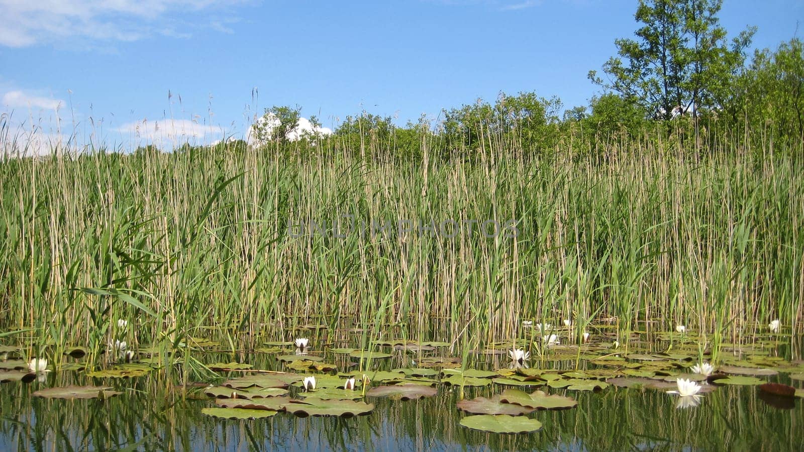 Water lily on water surface with reed in the background