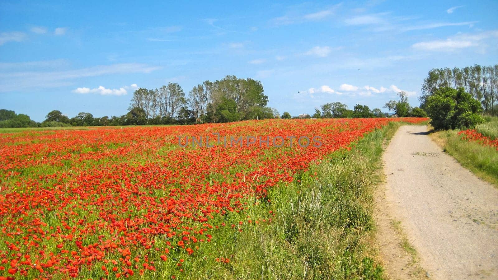 Poppy field with path aside