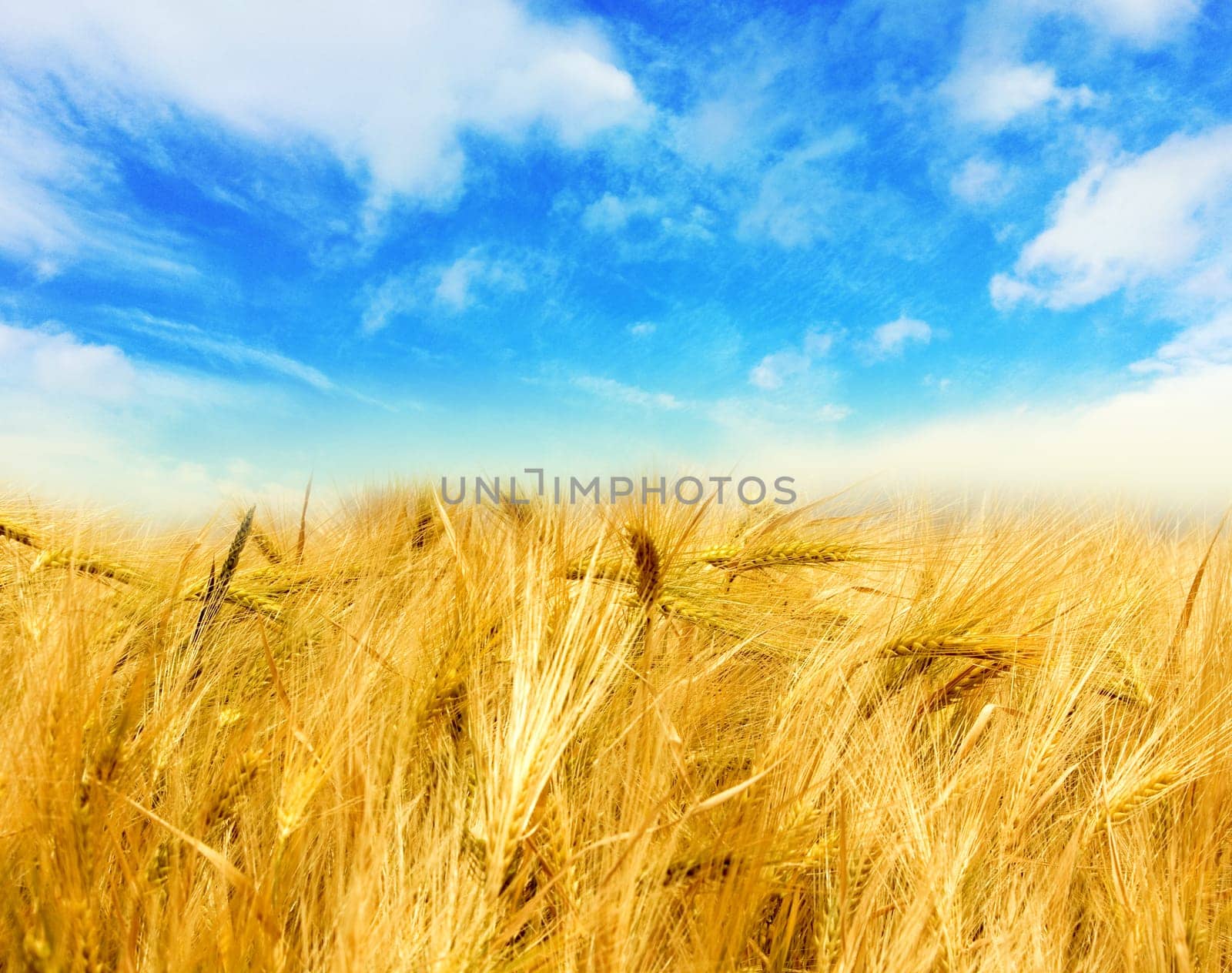 Golden wheat field with blue sky in background