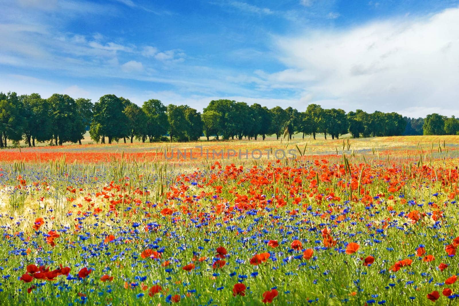 Field with red poppies, tree alley in the background, blue sky