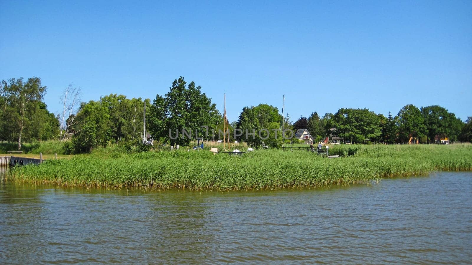 Green reed at the bodden in the interior of the peninsula Fischland-Darss-Zingst, Germany