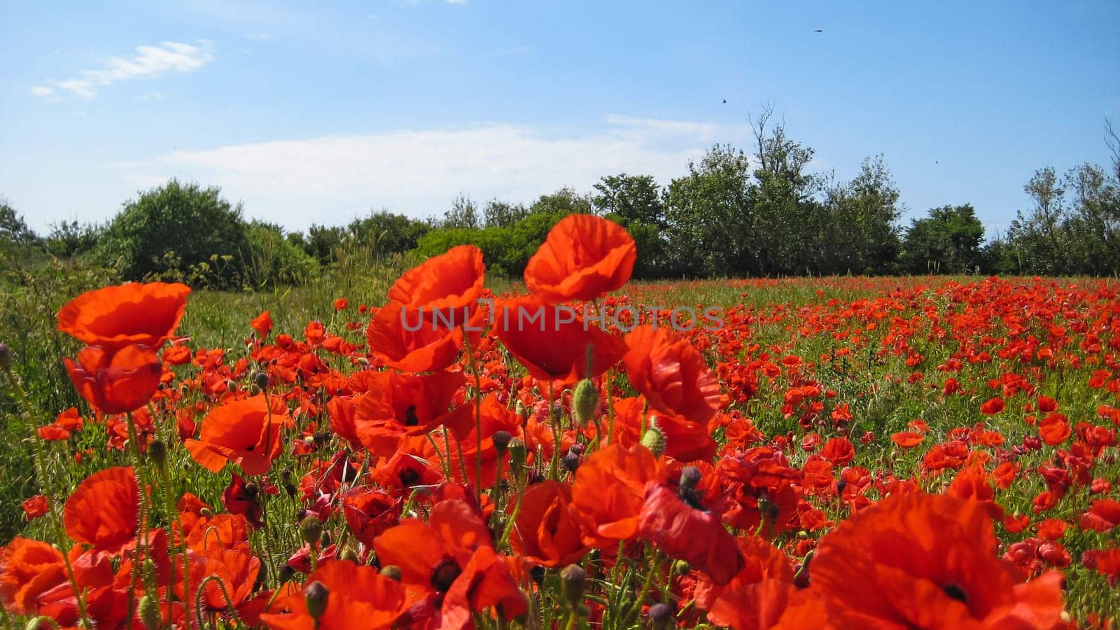 Poppy field with some big blossoms in the foreground
