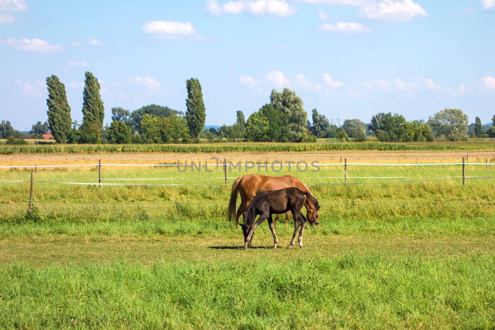 horse with foal grazing on green field