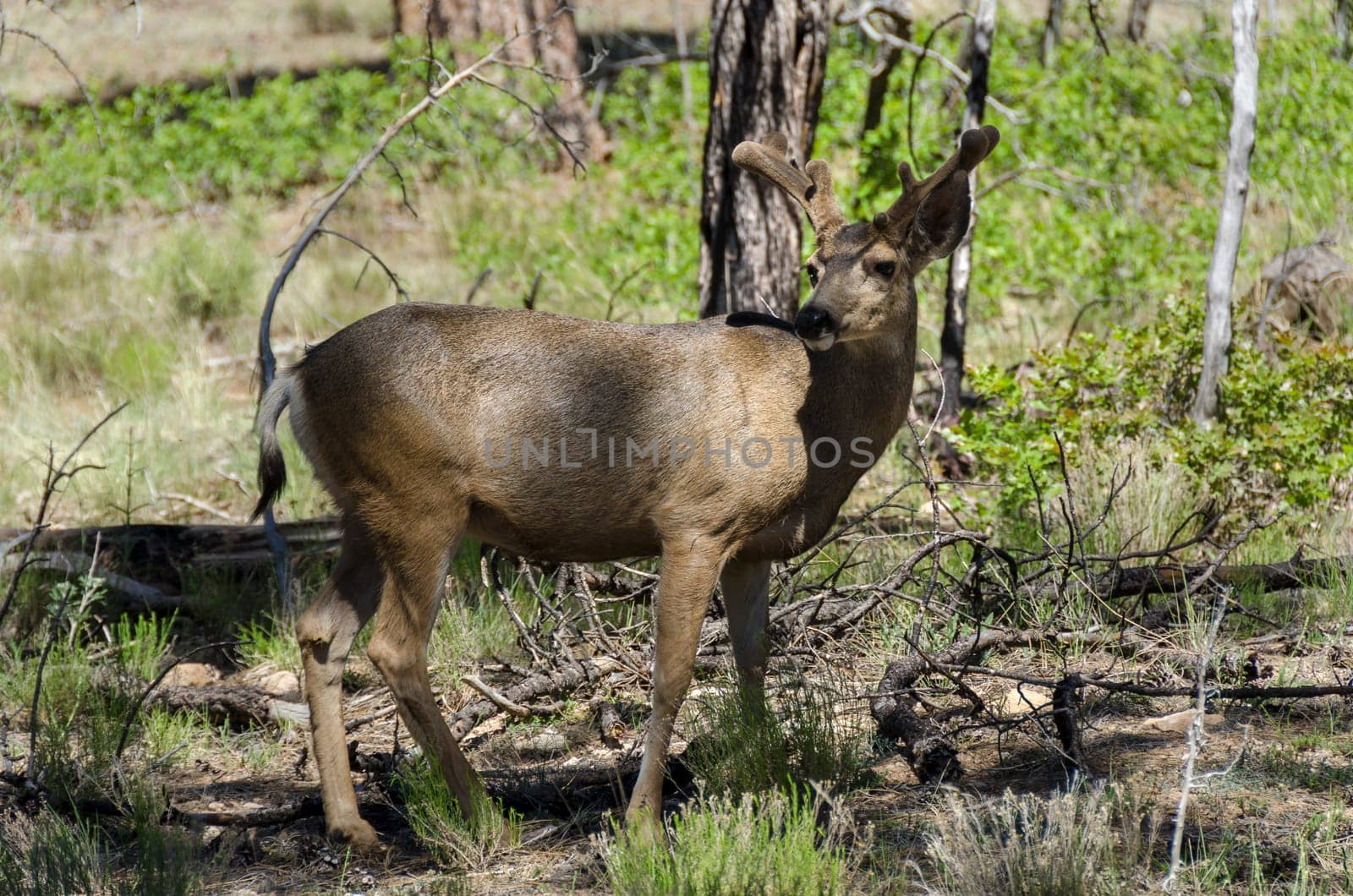 deer in the woods of Grand Canyon National Park