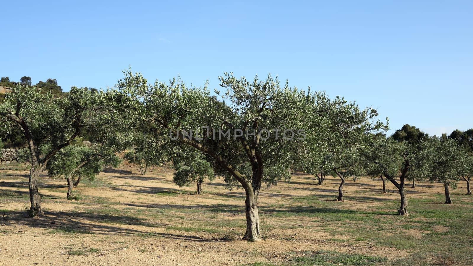 Details of a spain olive grove used for agriculture.
