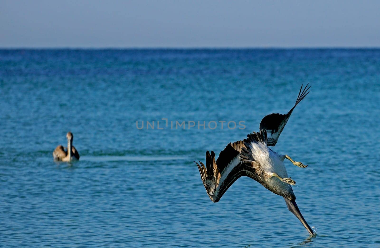 hunting brown pelican