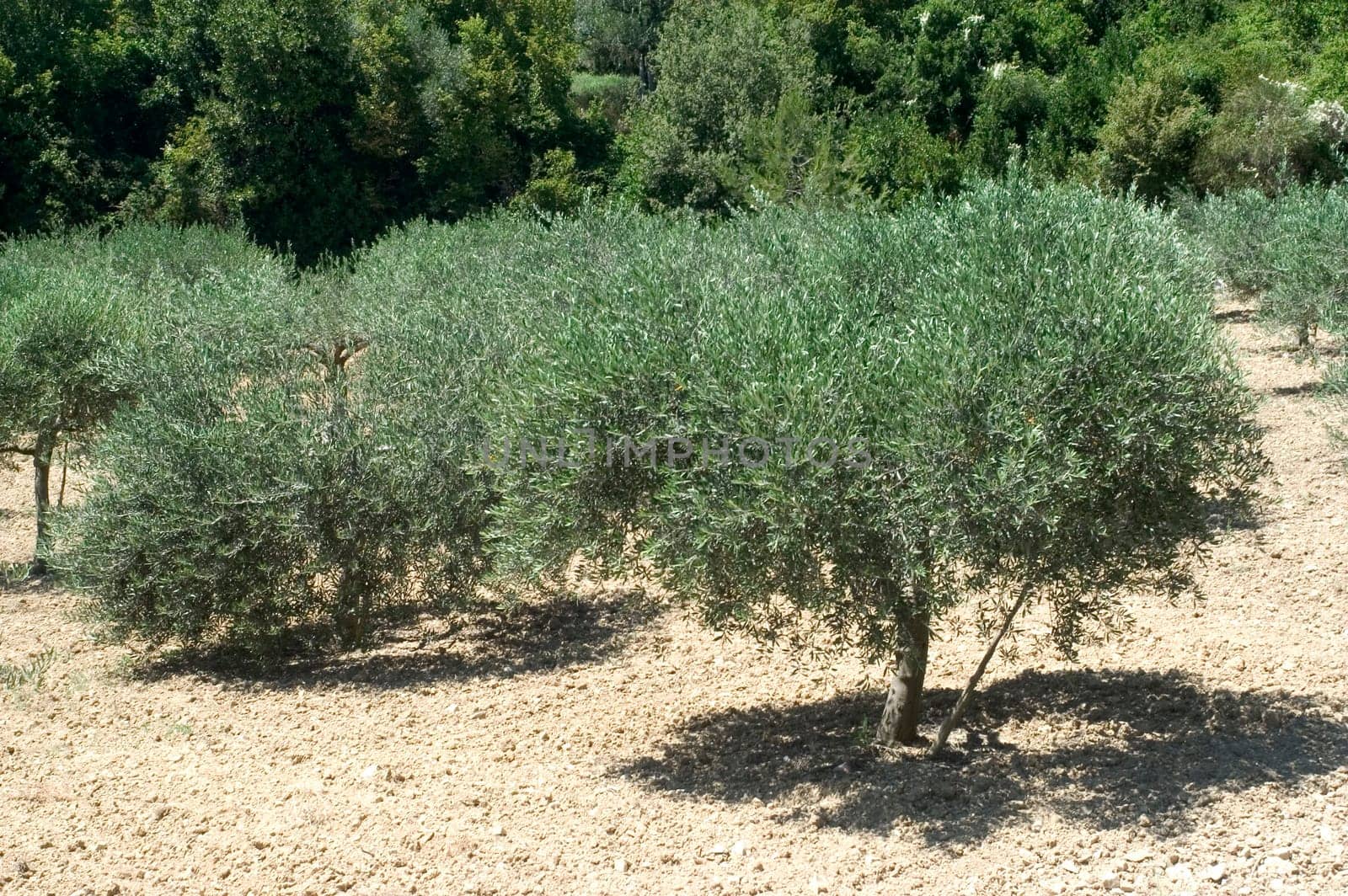 Fields of olive-trees in the south-east of France, the department of Gard.