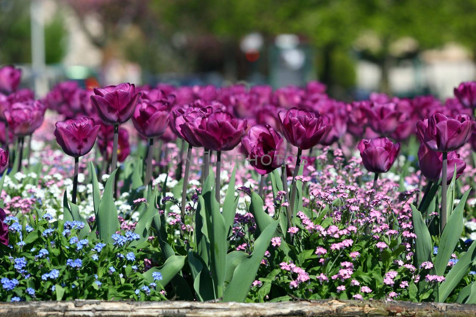 Details of a fabulous flowers bed in a formal garden.