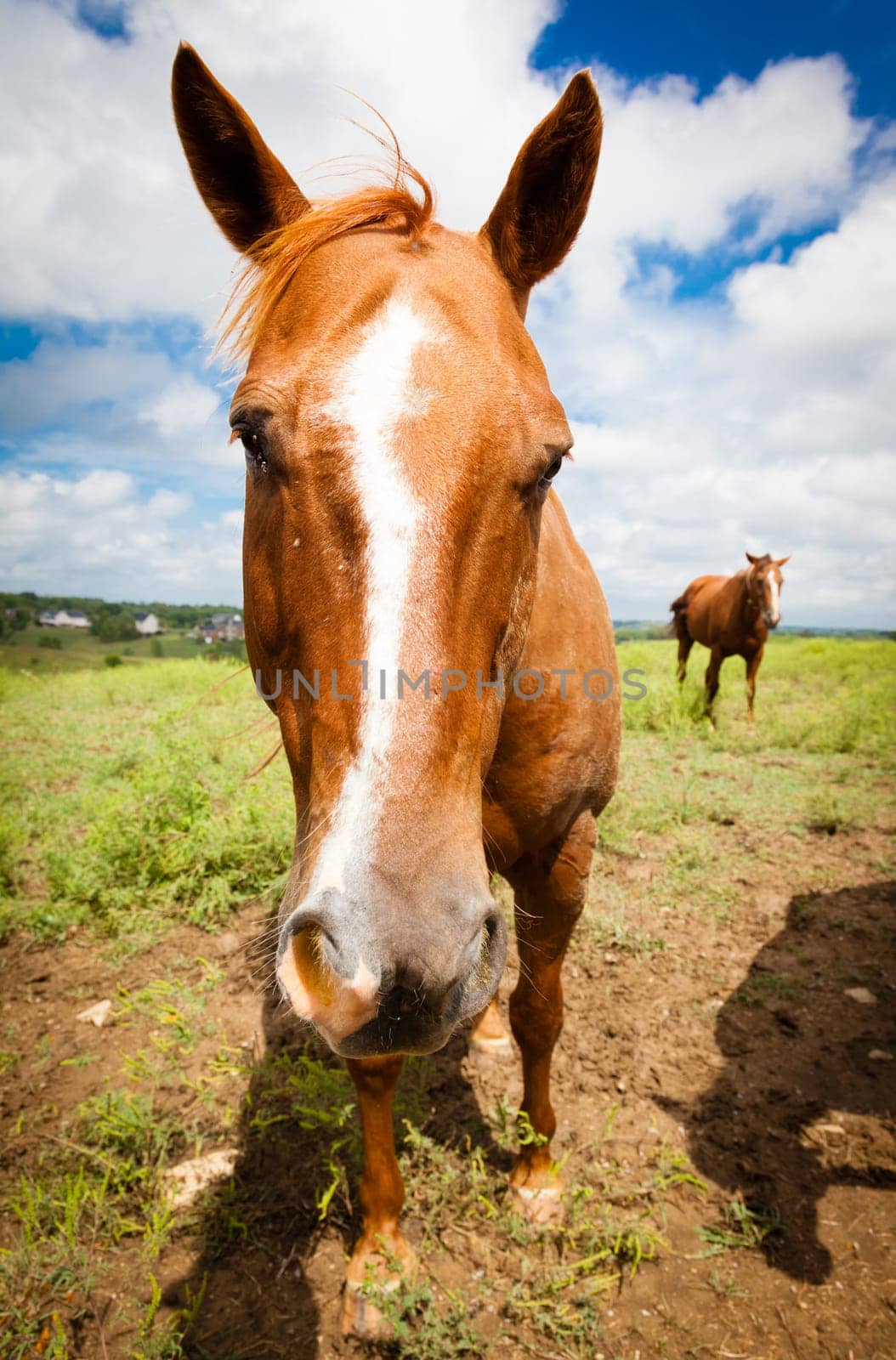 Closeup image of a horse on a farm in Kentucky