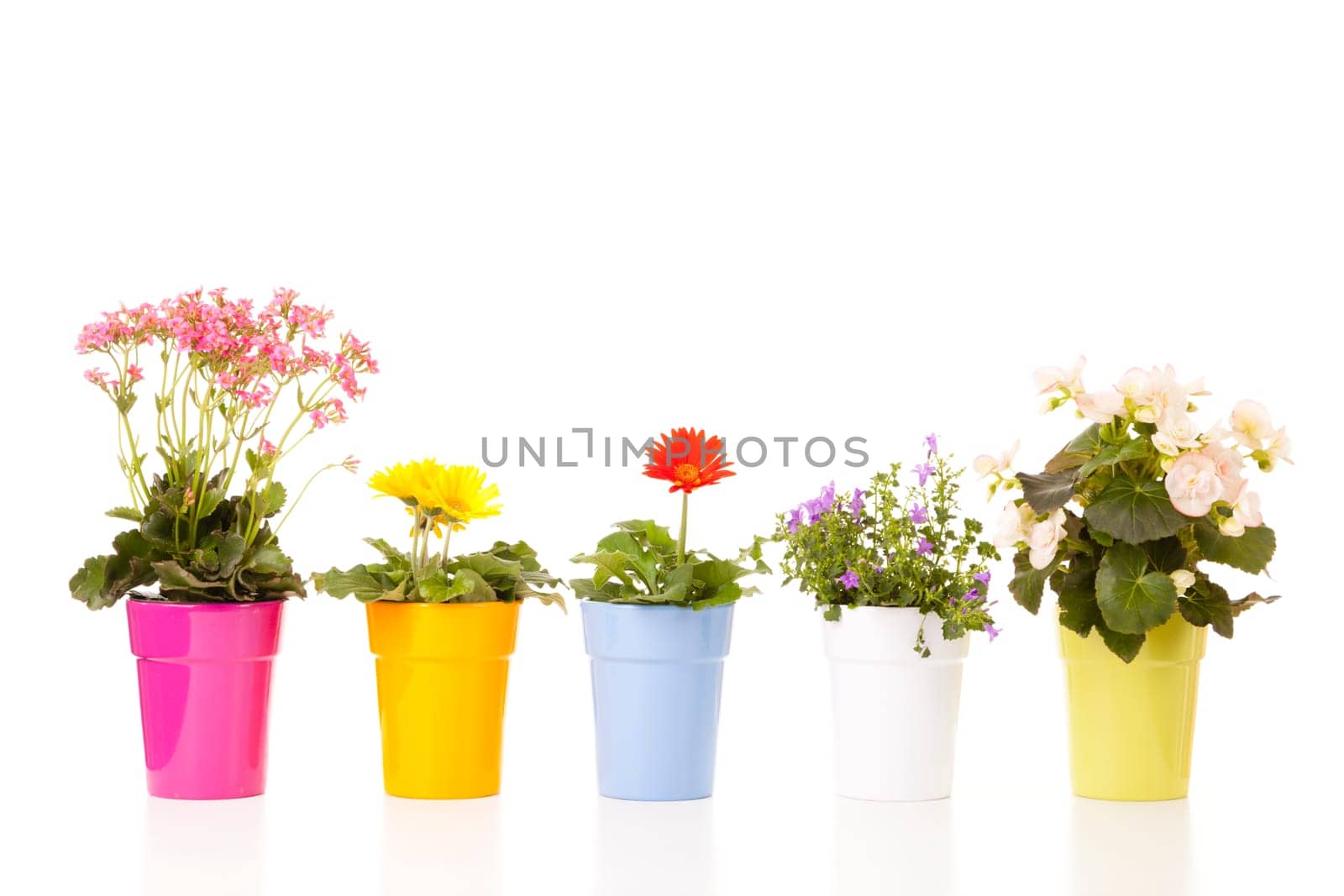Row of potted flowers isolated against white background