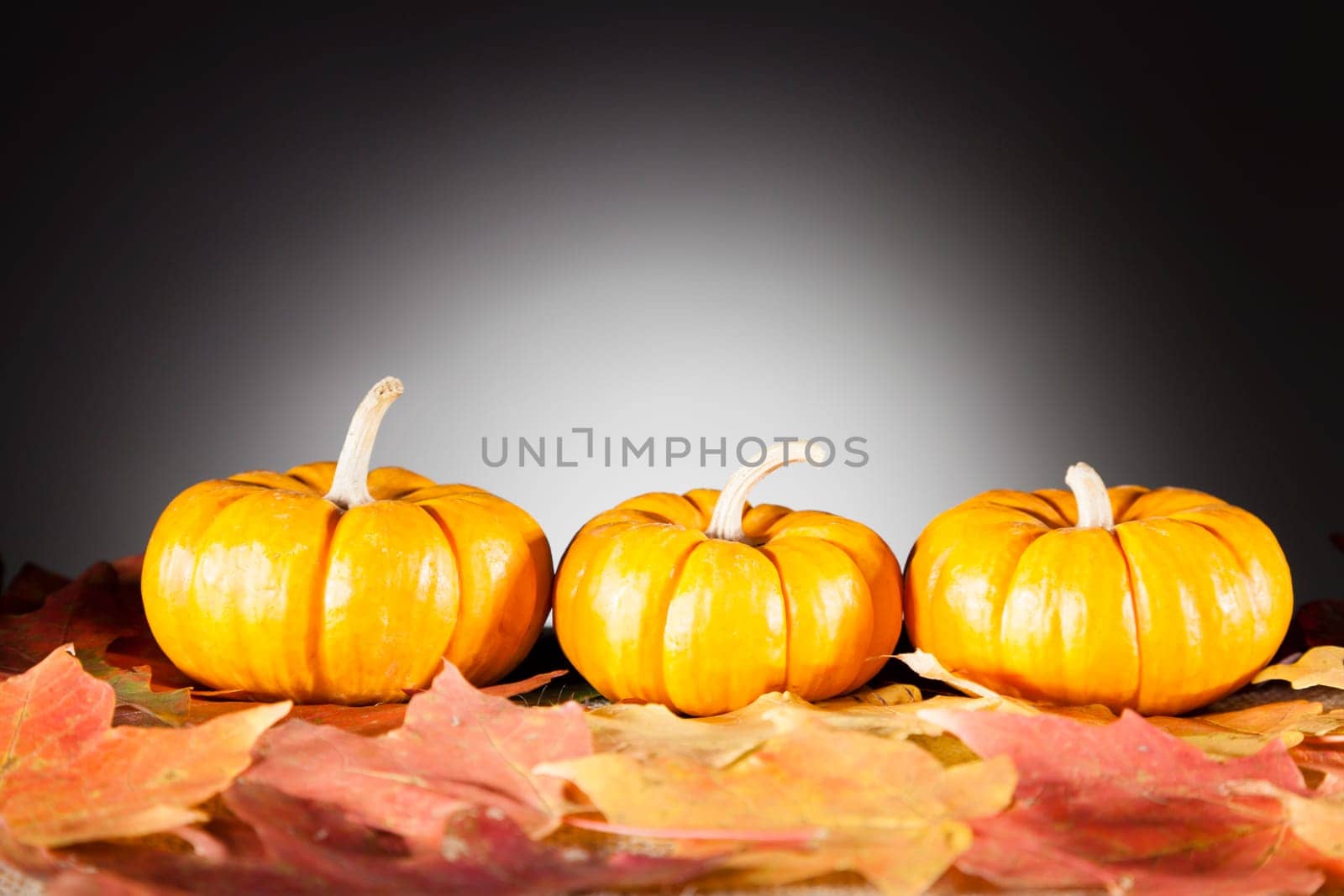 Three decorative miniature pumpkins on dry fall leaves