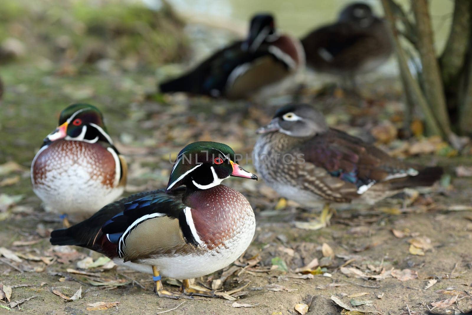 Details of a group of wood ducks in captivity.