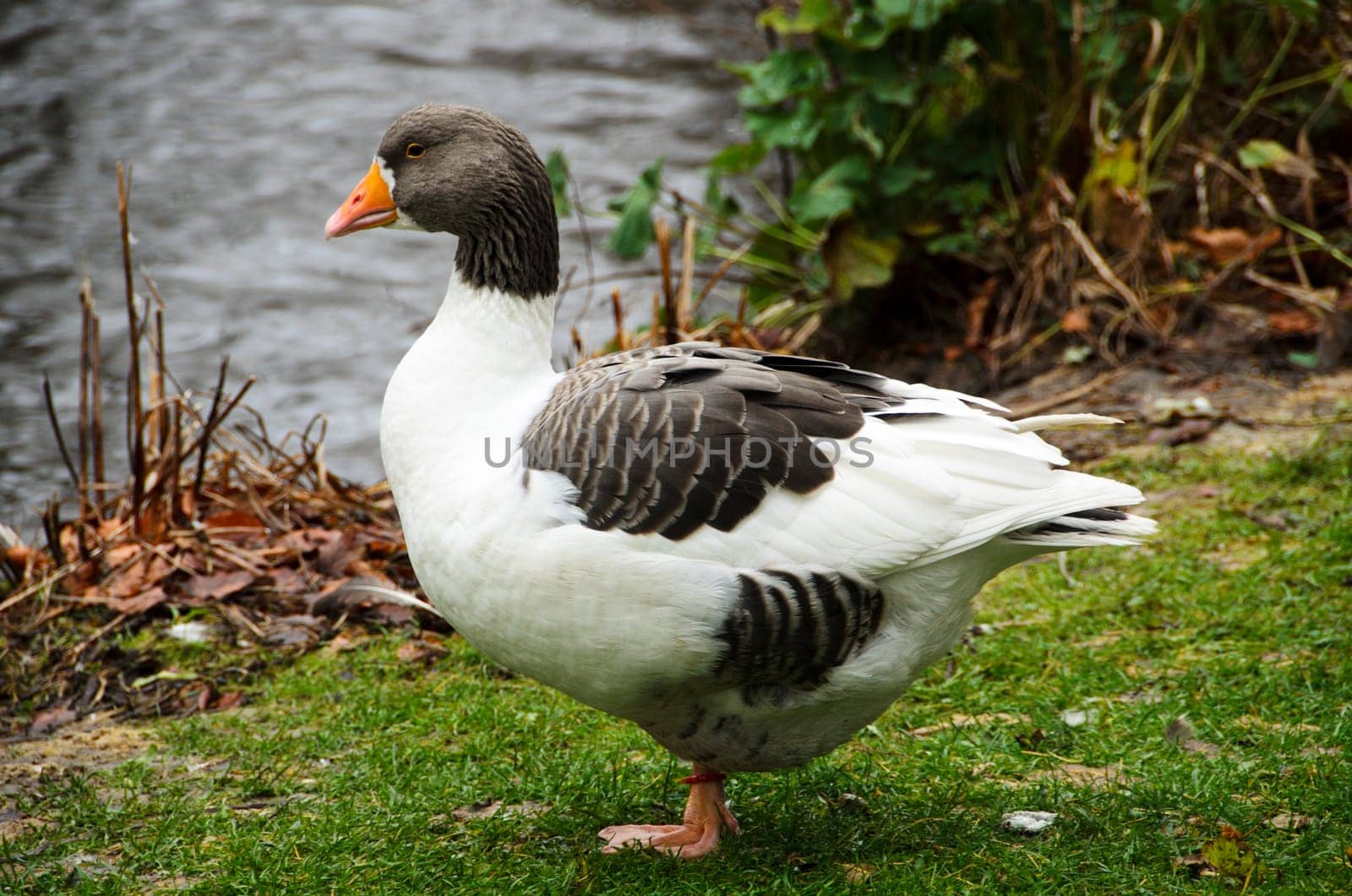 Ölands goose on the way to the water