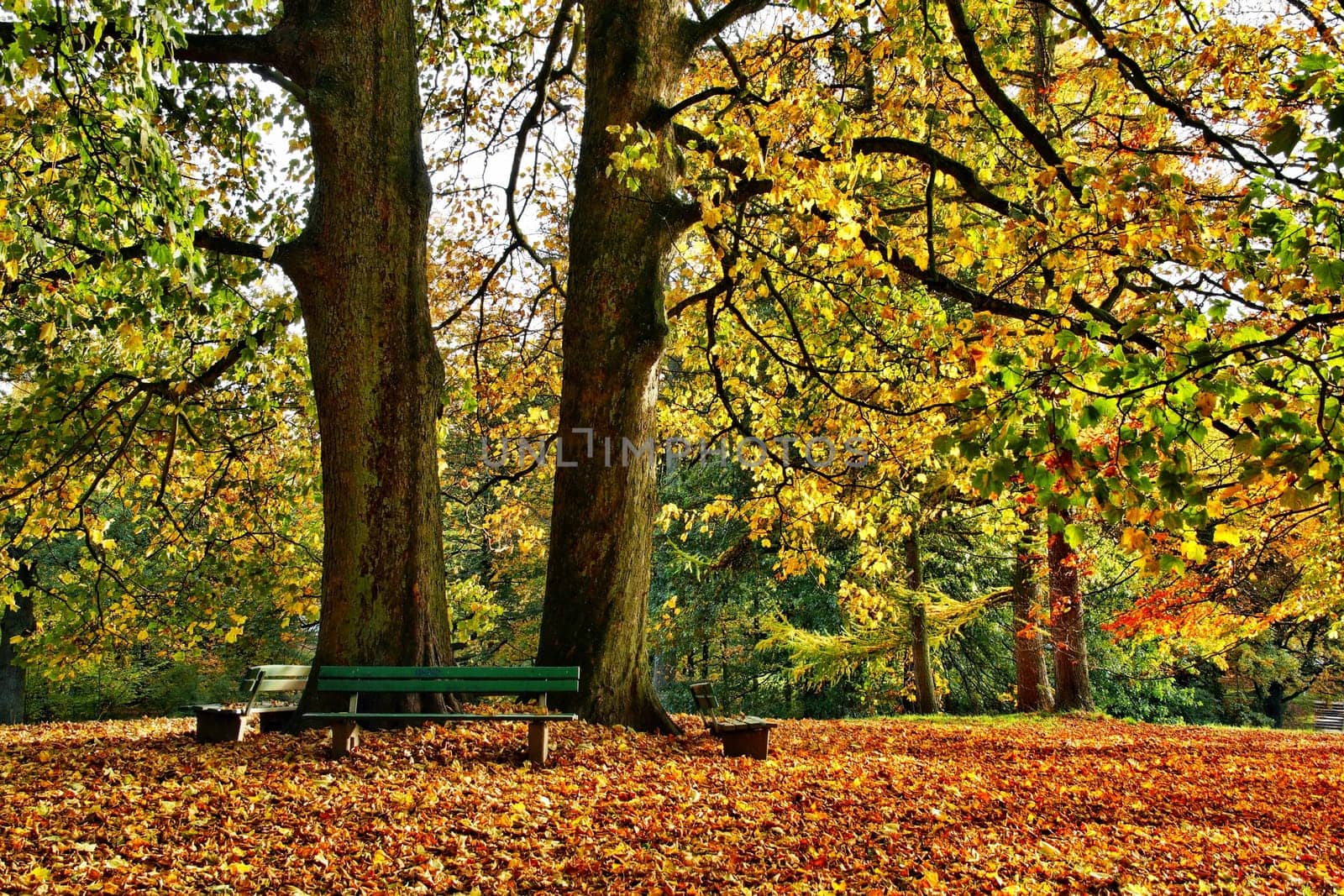 Autumn in the Park