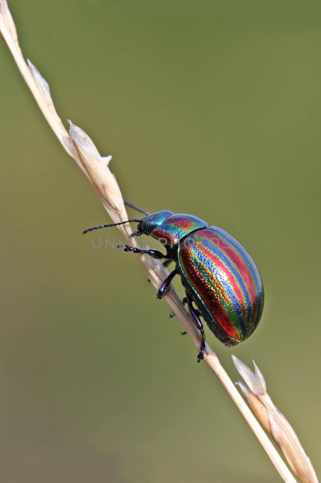 Rainbow leaf beetle (Chrysolina cerealis) on blade of grass