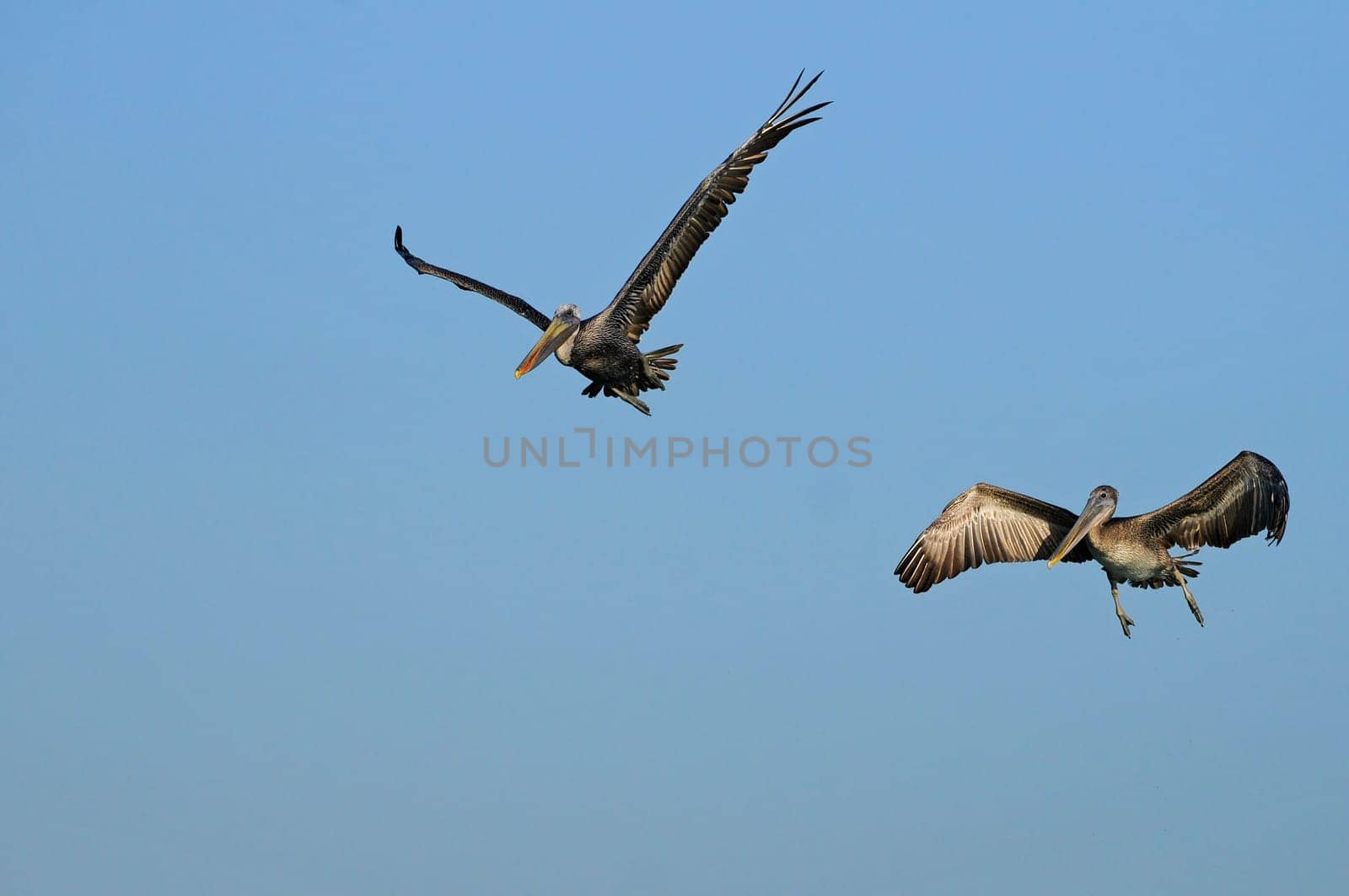 Brown pelicans