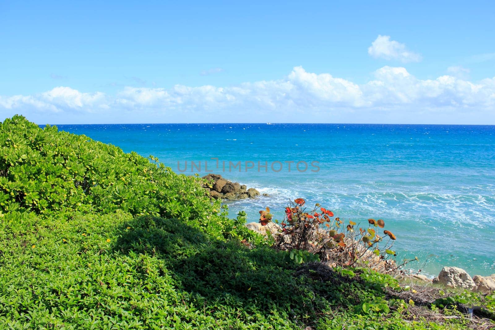 Extraordinarily gorgeous view from Deerfield Beach of soft blue turquoise waters with various pretty plants and rocks on a spectacular sunny blue sky with puffy clouds winter day in Florida.