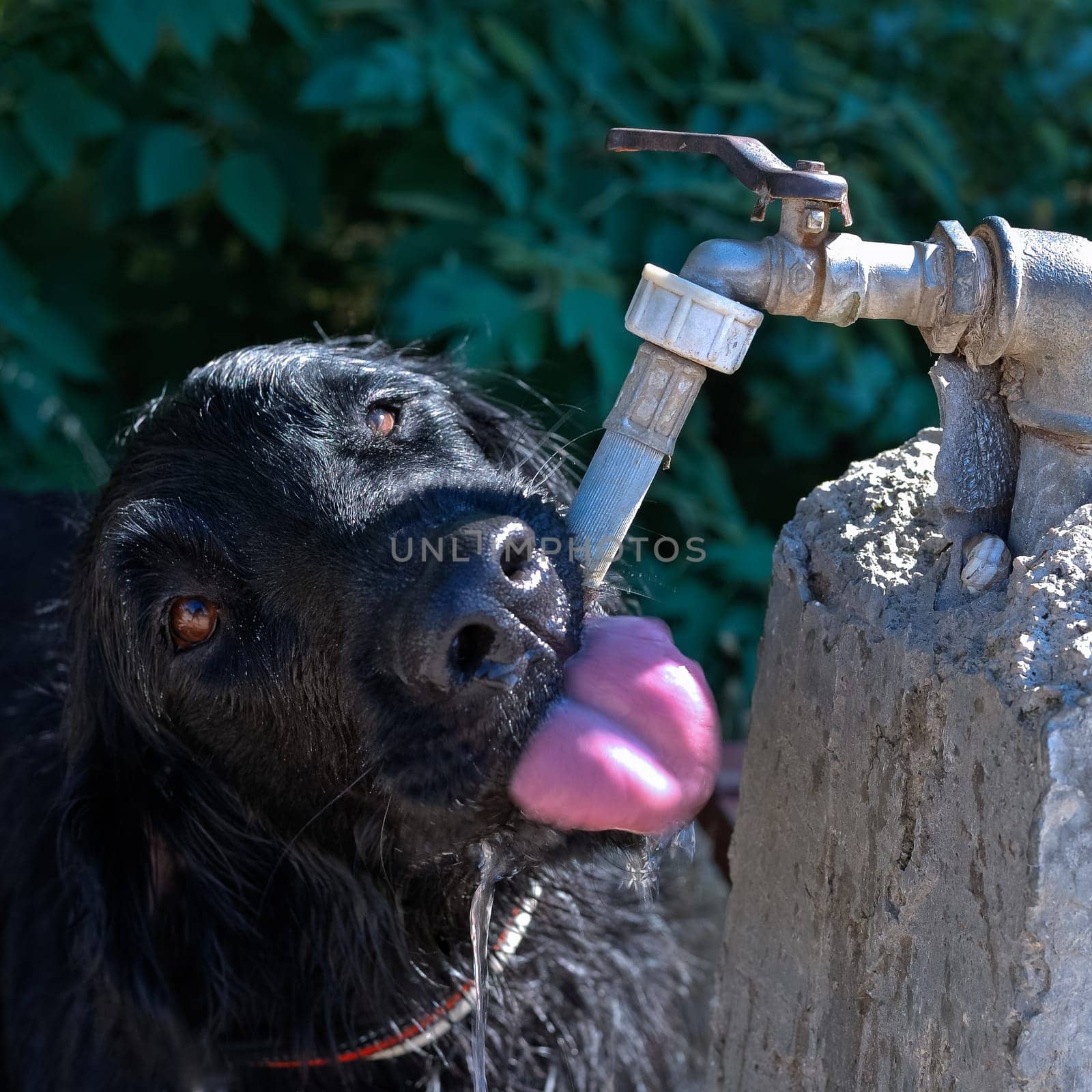 Dog Retriever drinks from water pipe